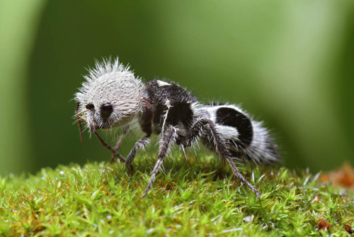 Panda Ant (Euspinolia militaris) with black and white coloration