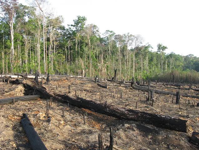 Forest devastated by deforestation - Cut trees, cut oxygen